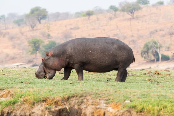 Pâturage d'hippopotames — Photo