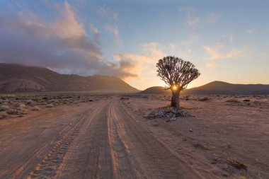Titreme ağaç güneş yıldız patlaması