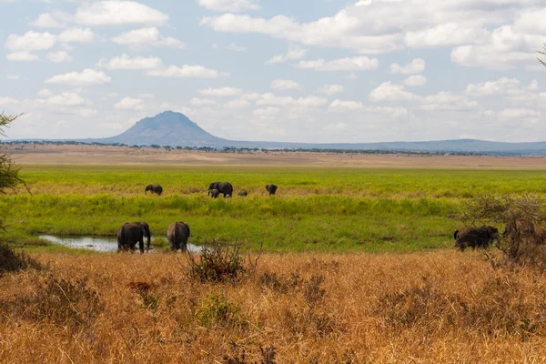 Éléphants dans Tarangire NP — Photo
