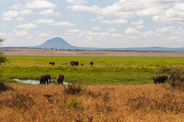 Tarangire Np filler