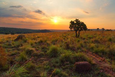 Rock, bir ağaç ve güneş