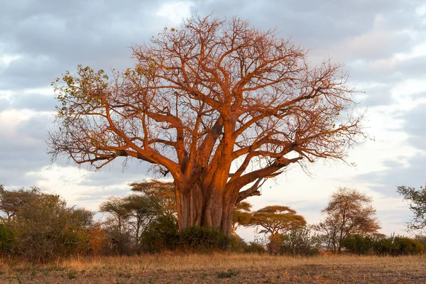 Baobab Baum in tarangire np — Stockfoto