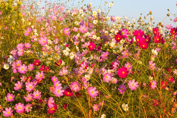 Cosmos flores — Fotografia de Stock