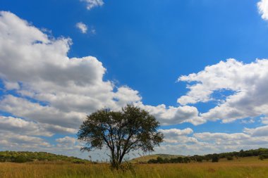 Bulutlar, mavi gökyüzü ve yalnız bir ağaç