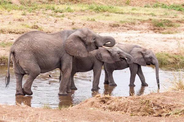 Elefantes bebiendo agua en el río Tarangire — Foto de Stock
