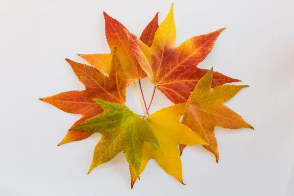 Leaves in a Star — Stock Photo, Image