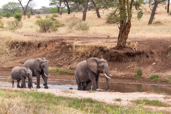 Elefantes caminando en el río mientras los leones observan desde la orilla — Foto de Stock