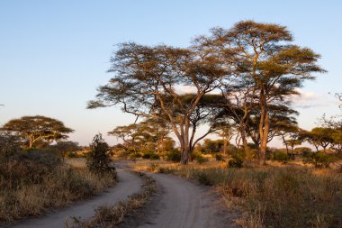 Parça ve Tarangire Np ağaçlarda