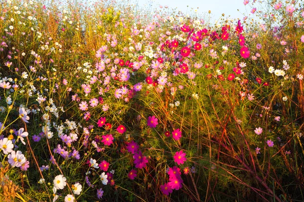 Flores cosmos coloridas — Fotografia de Stock