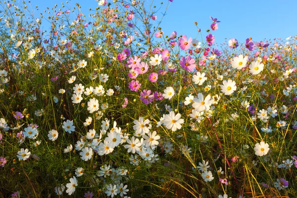 Renkli cosmos çiçekler — Stok fotoğraf