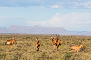 Karoo kırmızı Hartebgeest