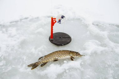 Kış yemi olarak gölde yakalanan turna balığı.