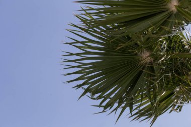 Mavi gökyüzü ve güneşin arka planında yeşil palmiye yaprakları