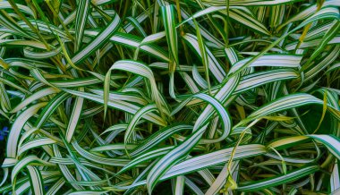 Çizgili Ağlayan Sedge Evergold - Latince adı - Carex oshimensis Evergold