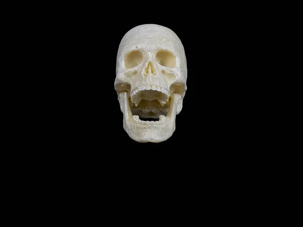 배경에 인간의 두개골 — 스톡 사진