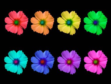 Gökkuşağının renklerinde bir sırada kozmetik bipinnatus çiçekleri, kozmos bipinnatus, LGBT hareketinin renklerinde siyah bir arkaplanda izole edilmiş.