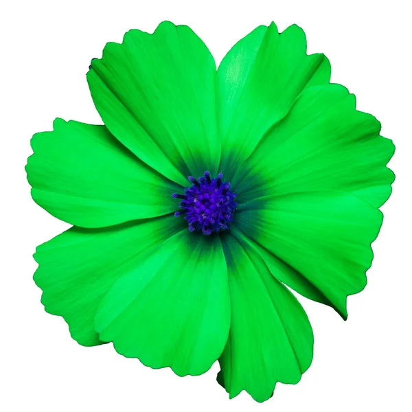 Zielony Kwiat Kosmetyku Bipinnatus Cosmos Bipinnatus Izolowany Białym Tle — Zdjęcie stockowe