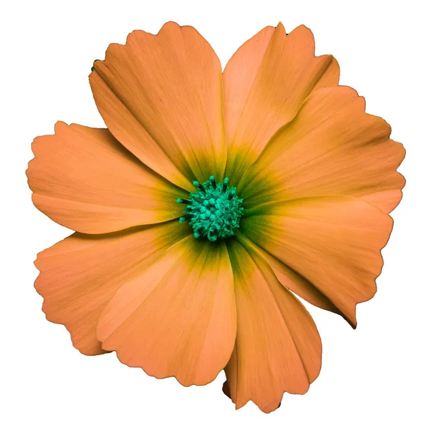 Kwiat Pomarańczy Kosmetycznych Bipinnatus Cosmos Bipinnatus Izolowany Białym Tle — Zdjęcie stockowe