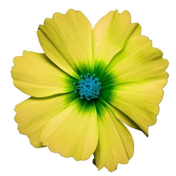 Żółty Kwiat Kosmetyku Bipinnatus Cosmos Bipinnatus Izolowany Białym Tle — Zdjęcie stockowe