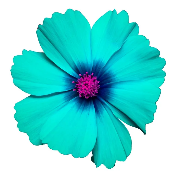 Niebieski Kwiat Kosmetyku Bipinnatus Cosmos Bipinnatus Izolowany Białym Tle — Zdjęcie stockowe