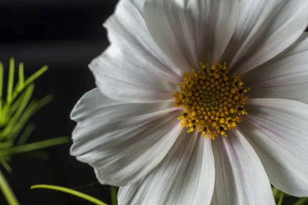 Fehér Cosmea Bud Asteraceae Közelkép Fekete Alapon Család Aster Virágok — Stock Fotó