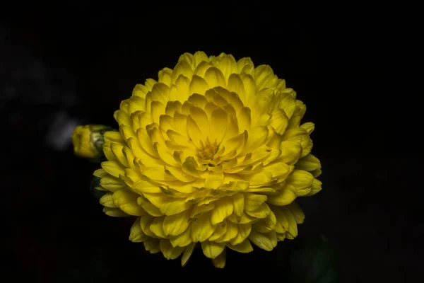 Beautiful Flower Marigold Marigold Marigold Isolated Black Background — Stock Photo, Image