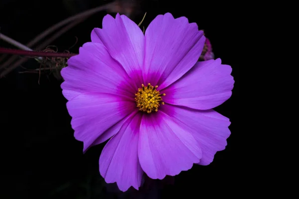 化粧品ビピナスの紫色の花 コスモスビピナス 黒い背景の庭の夜の組成 — ストック写真