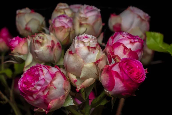 Outono Rosebuds São Suaves Rosa Fundo Preto — Fotografia de Stock