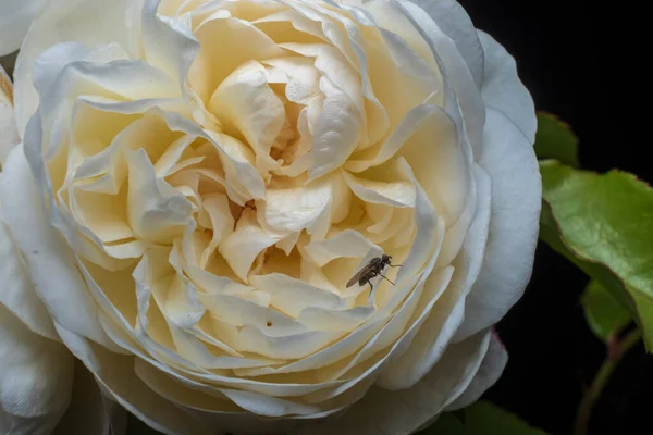 Φθινόπωρο Ανθίζουν Λευκό Τριαντάφυλλο Μαύρο Φόντο Αυξήθηκε Κεφάλι Γκρο — Φωτογραφία Αρχείου