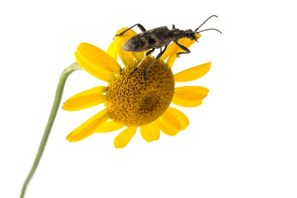 Escarabajo Barbel Leñador Cerambycidae Sube Inflorescencia Una Margarita Amarilla — Foto de Stock