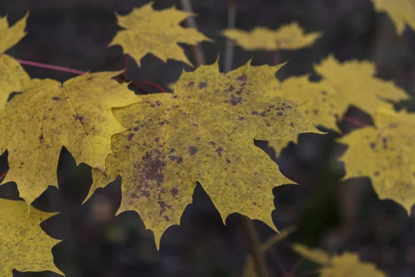 Foglia Acero Giallo Autunno Concetto Autunnale — Foto Stock