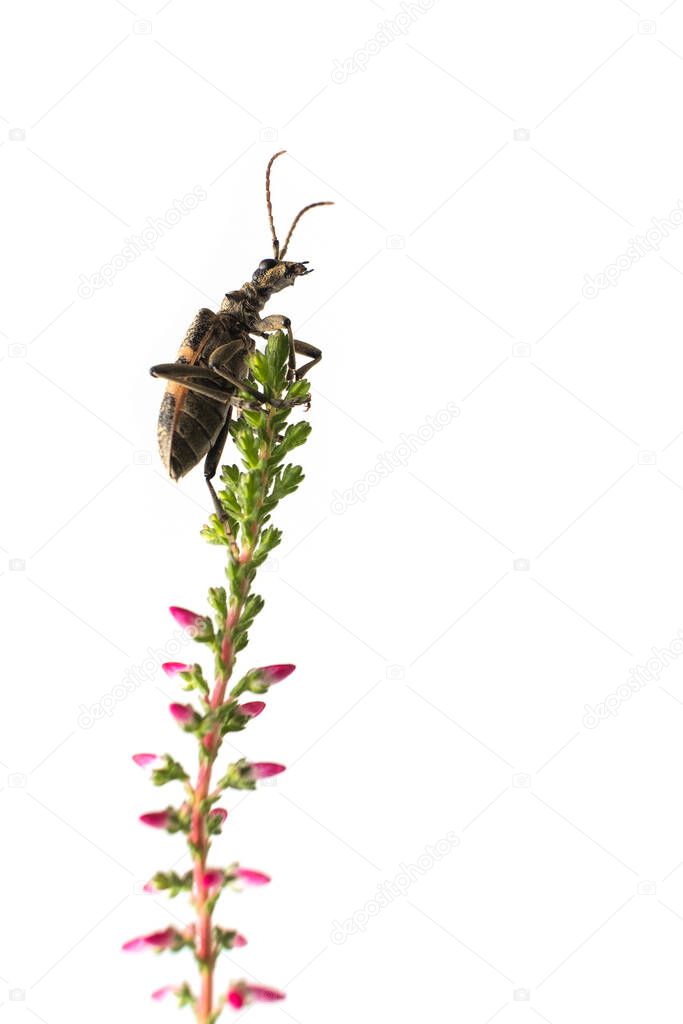 beetle, barbel, woodcutter, Cerambycidae climbs on a blade of grass blooming Heather, isolated on a white background.