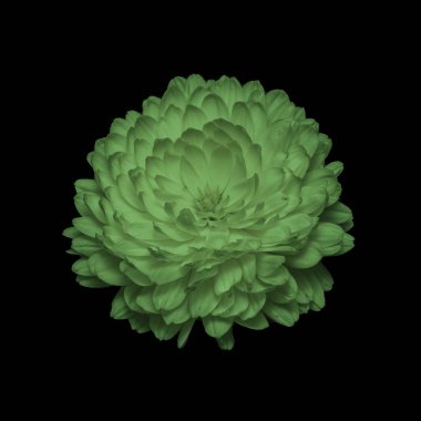 Güzel yeşil kadife çiçeği Bud siyah arka planda izole edilmiş..