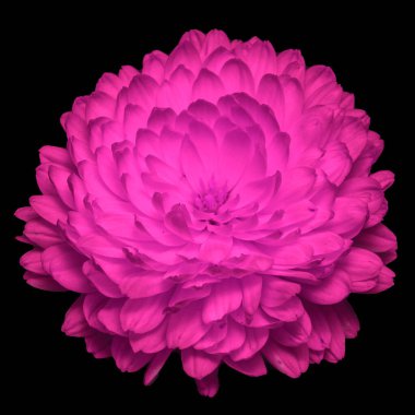 Güzel kırmızı kadife çiçeği Bud siyah arka planda izole edilmiş..