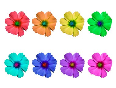 Gökkuşağının renklerinde bir sırada kozmetik bipinnatus çiçekleri, kozmos bipinnatus, LGBT hareketinin renklerinde beyaz bir arka planda izole edilmiştir.