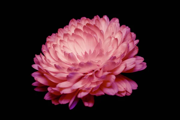 Siyah arka planda soluk kırmızı, pembe kasımpatı.