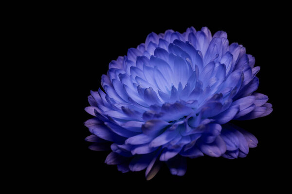 классический синий хризантем на черном фоне