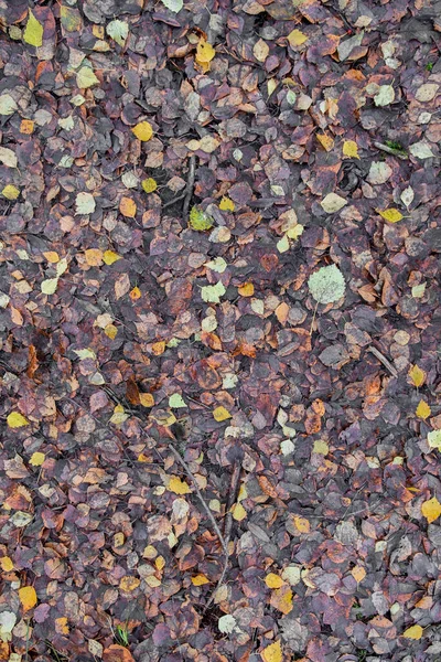 Natürliche Herbstlandschaft Hintergrund Von Nassem Laub Das Auf Dem Boden — Stockfoto