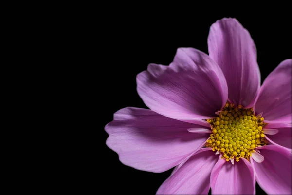 Dahlia Imperialis Egy Gyönyörű Virág Bud Egy Nagy Dahlia Elszigetelt — Stock Fotó
