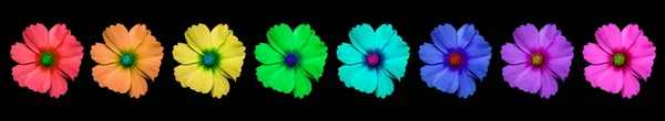 Flores Cosmea Bipinnatus Fila Los Colores Del Arco Iris Cosmos —  Fotos de Stock