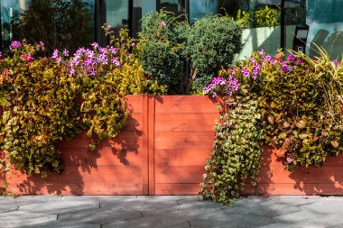 Kafe restoranının girişindeki tahta kutuda farklı sokak renkleriyle çiçek aranjmanı. Ahşap arka planda promosyon için bir yer.