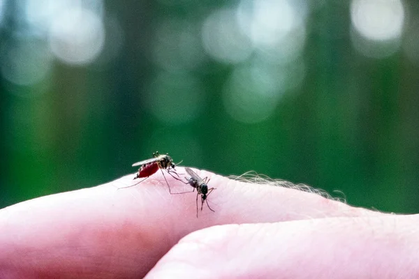 Zwei Moskitos Saugen Blut Aus Dem Finger — Stockfoto