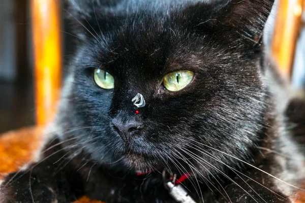 Gato Negro Con Una Garra Clavada Nariz Una Gota Sangre —  Fotos de Stock