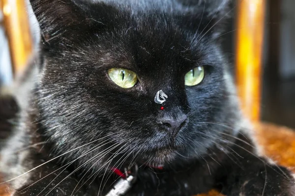 a black cat with a claw sticking in the nose and a drop of blood from a fight with a rival.