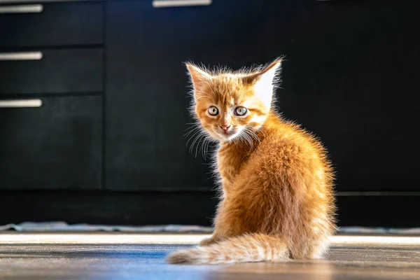 Kırmızı Kedicik Küçük Kırmızı Evcil Hayvan — Stok fotoğraf