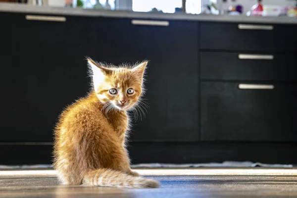 Kırmızı Kedicik Küçük Kırmızı Evcil Hayvan — Stok fotoğraf