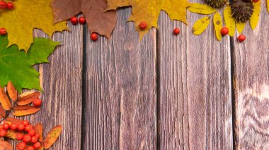  Görüntü doğal malzemelerden yapılmıştır. Copyspace, eski ahşap bir tahtanın üzerinde kırmızı ve sarı yapraklı güzel renkli bir yakın plan. Parlak sonbahar renkleri.