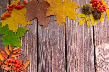  Görüntü doğal malzemelerden yapılmıştır. Copyspace, eski ahşap bir tahtanın üzerinde kırmızı ve sarı yapraklı güzel renkli bir yakın plan. Parlak sonbahar renkleri.