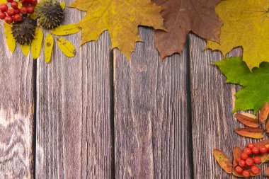 Sonbahar akçaağaç yaprakları ve Rowan böğürtlenli eski ahşap arka planda fotokopi alanı. Sonbahar havası.