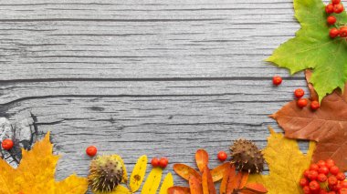 Sonbahar akçaağaç yaprakları ve Rowan böğürtlenli eski ahşap arka planda fotokopi alanı. Sonbahar havası.